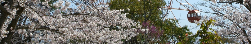 延命公園の桜.jpg